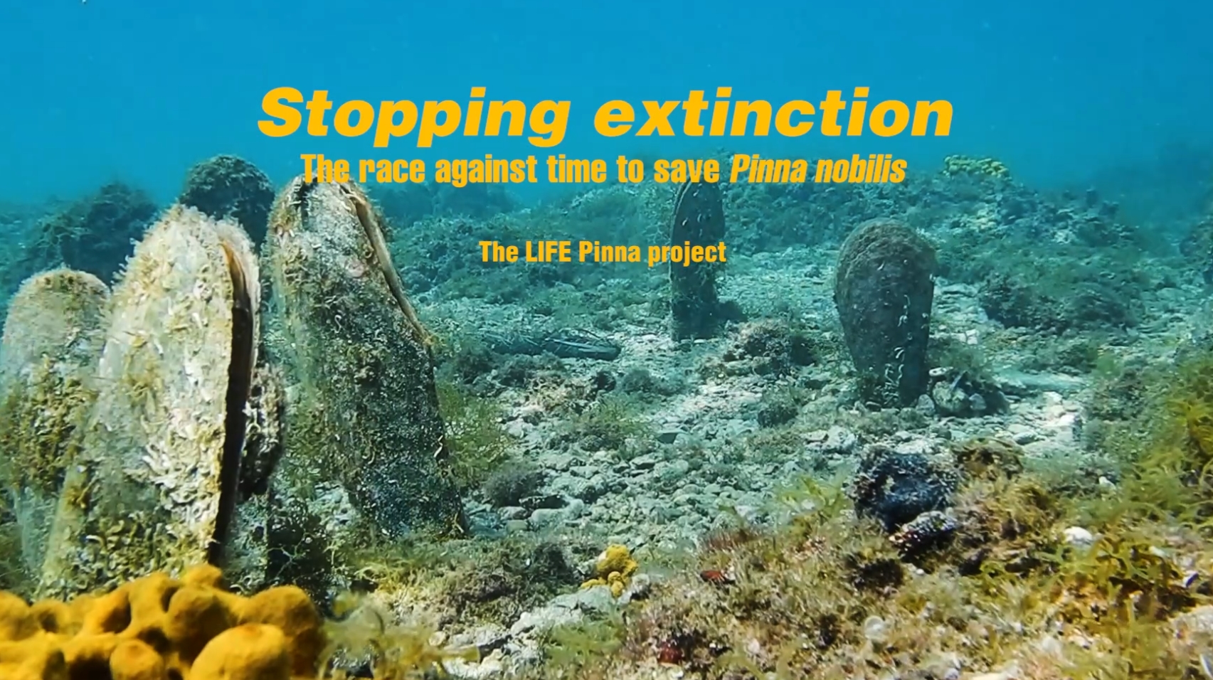 Stopping extinction – The race against time to save Pinna nobilis